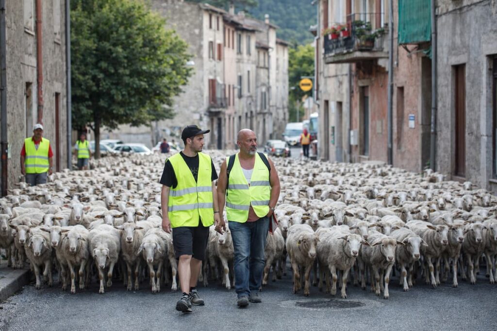 transhumance | Mairie de Barrême